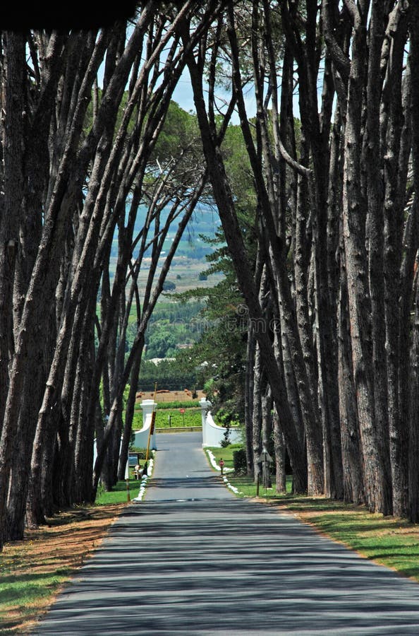 Rural Road Lined by Pine Trees Stock Image Image of pine, lane 43784627
