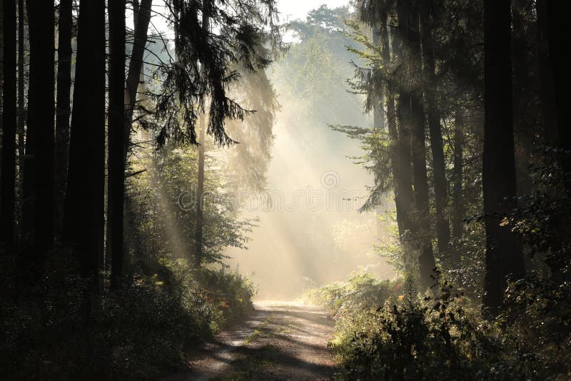 Rural road through a misty autumn forest at dawn path coniferous sunrise morning fog surrounds the pine trees lit by rays of sun