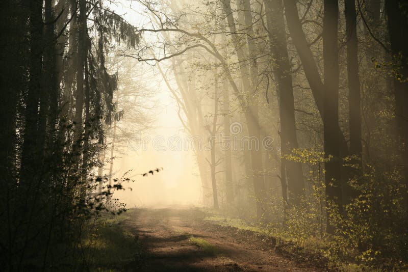 Rural road through the spring forest on a sunny misty morning a dirt road through the early spring deciduous forest in foggy