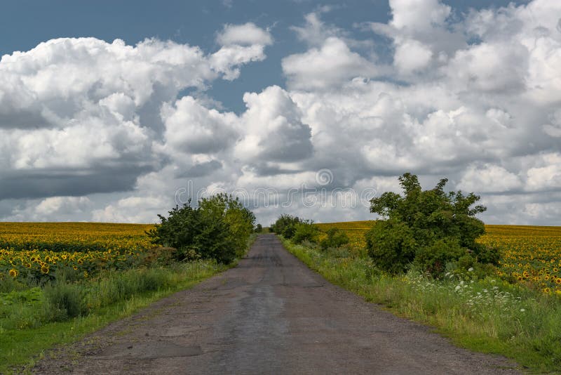 Rural road in the sunflower fields with blue sky with clouds on the background