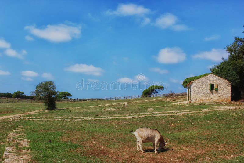 Brijuni National park, Croatia royalty free stock photos Brijuni National park, Croatia royalty free stock photos