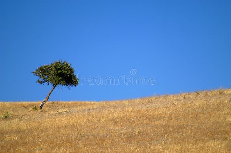 Small Tree on hillside Goldendale, Washington