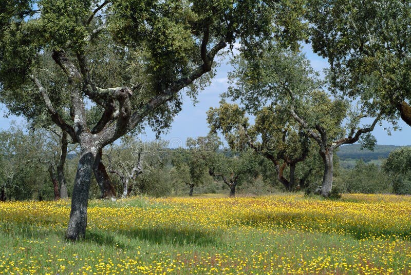Rural scene in spring time
