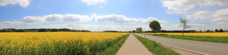 Rural scenery, country road through canola field