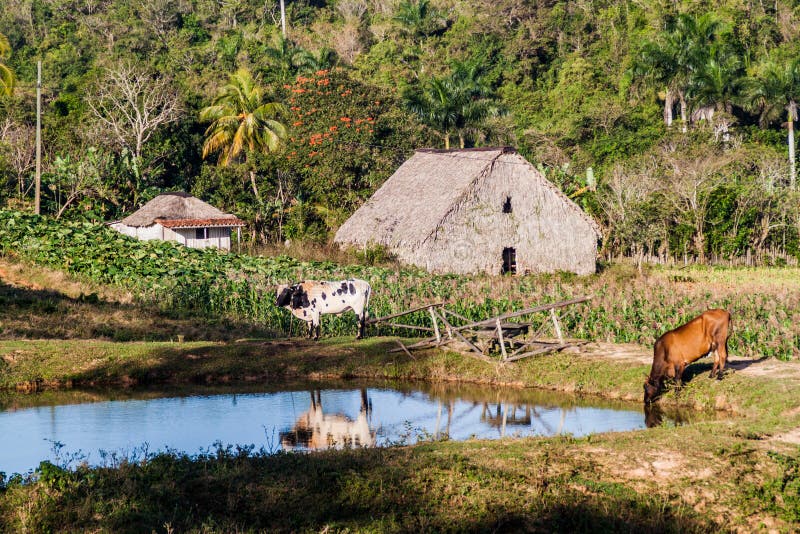 Rural Settlement Near Vinales, Cub Stock Photo - Image of farm, nature ...