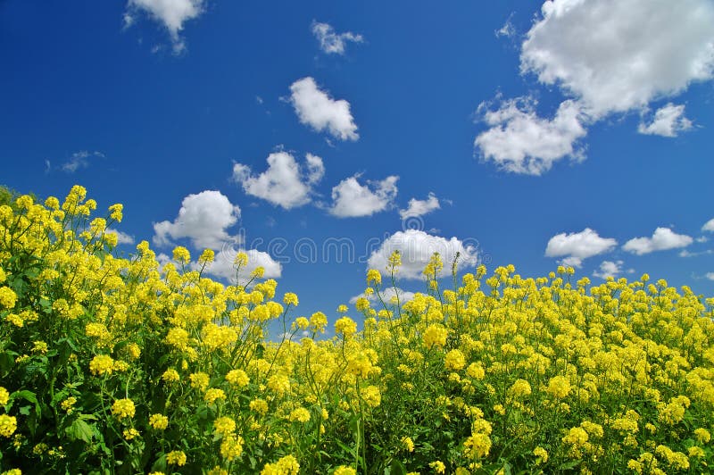 Rural spring meadow