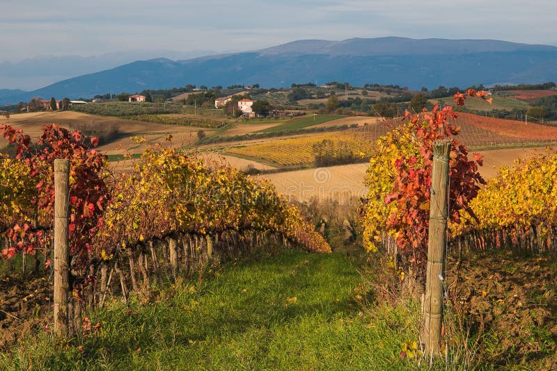 Rural umbria hills with autumn vineyard