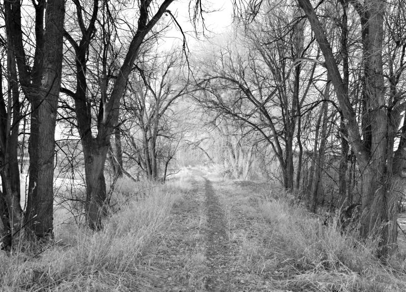 Rural Winter Path in Black and White