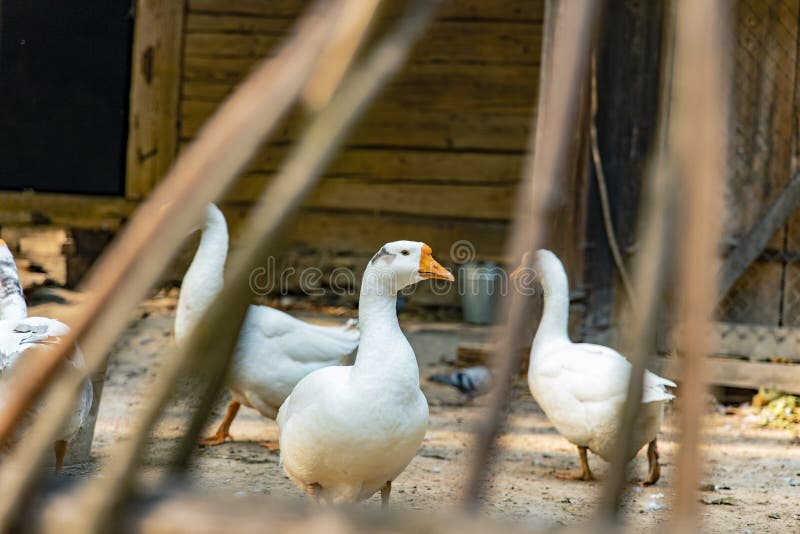 Rural yard scene of domestic goose farm animal portrait looking at camera in palisade wooden fence frame foreground in Ukrainian