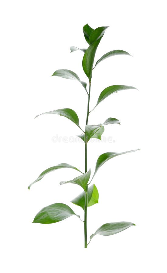 Ruscus, aculeatus de Ruscus du balai du boucher, feuillage de fleuristes photos stock Ruscus, aculeatus de Ruscus du balai du boucher, feuillage de fleuristes photos stock