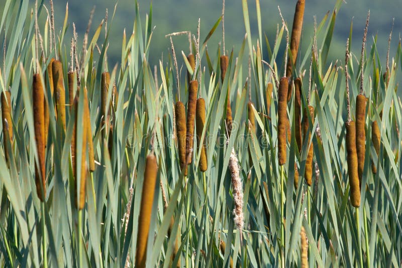 Rushes stock image. Image of summer, reed, tall, fuzz, natural 640789