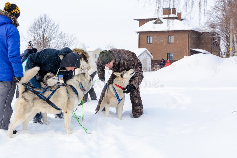 Rusia kazan 14 de febrero Equipo del trineo del perro de huskyes siberianos hacia fuera mushing en la nieve que tira de un trineo imagen de archivo libre de regalías Rusia kazan 14 de febrero Equipo del trineo del perro de huskyes siberianos hacia fuera mushing en la nieve que tira de un trineo imagen de archivo libre de regalías