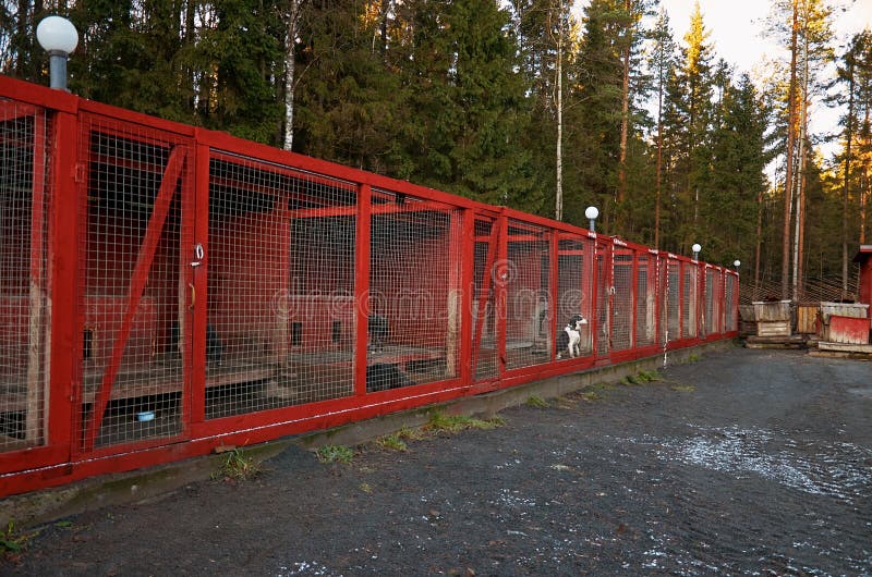 Rusia Un perro de la raza fornida en el ` de Talvi Ukko del ` de la gatería del perro 14 de noviembre de 2017 imágenes de archivo libres de regalías Rusia Un perro de la raza fornida en el ` de Talvi Ukko del ` de la gatería del perro 14 de noviembre de 2017 imágenes de archivo libres de regalías