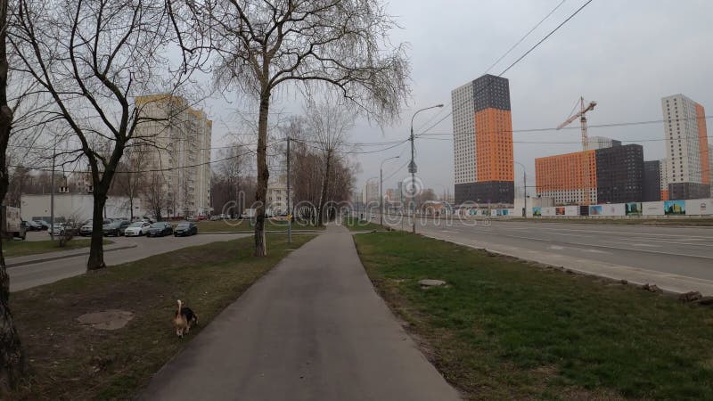 Rusland moskou 29 maart 2020 : koppel loopt met een schattige beagle hond naar beneden, hyperlapse time lapse.