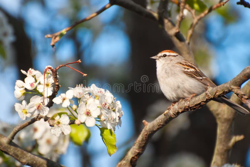 A Chipping Sparrow in a flowering tree. A Chipping Sparrow in a flowering tree.