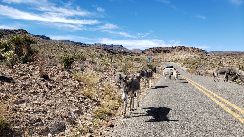 Wild burros walk along historic Route 66 outside of Oatman, Arizona. Wild burros walk along historic Route 66 outside of Oatman, Arizona.