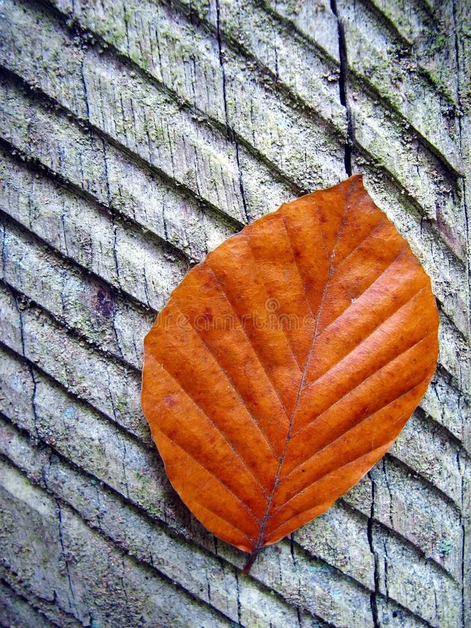 Russet leaf on trunk