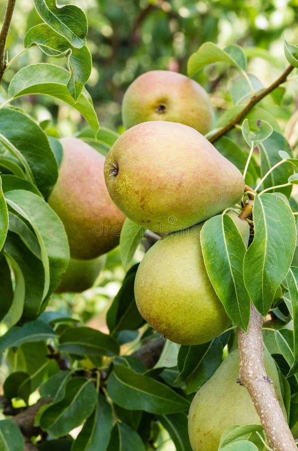 Russet pears growing in the orchard royalty free stock images