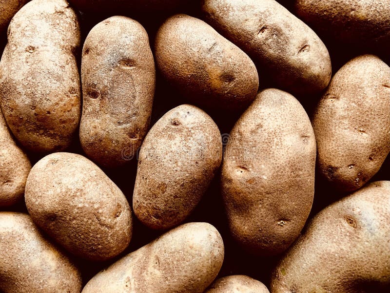 Russet potatoes stock image. Image of food, crop, ripe 277310819