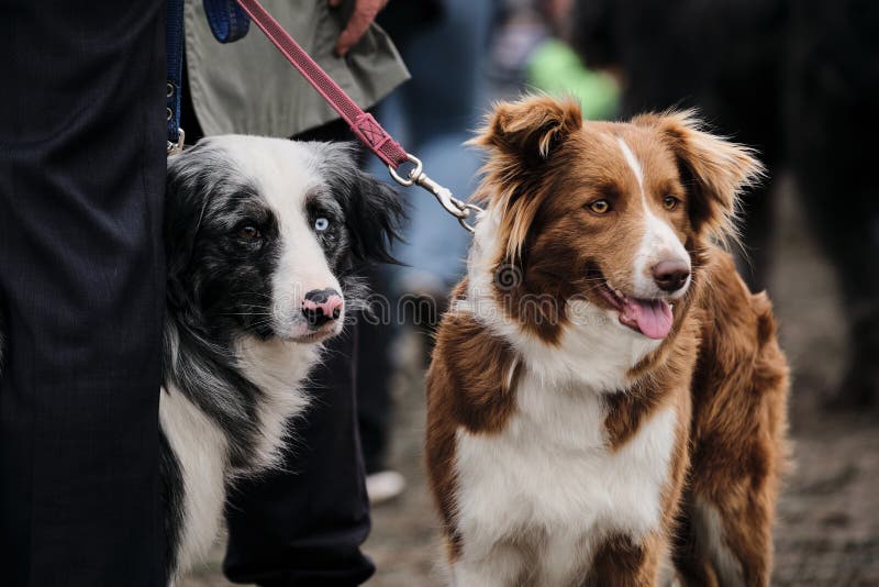 Premium Photo  A closeup shot of a spotted border collie blue merle dog  with heterochromia eyes