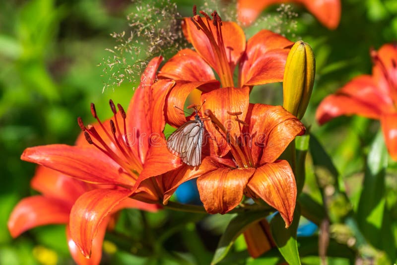 Russia. Leningrad region. July 4, 2020. A white butterfly sits on a bright orange lily flower. stock images