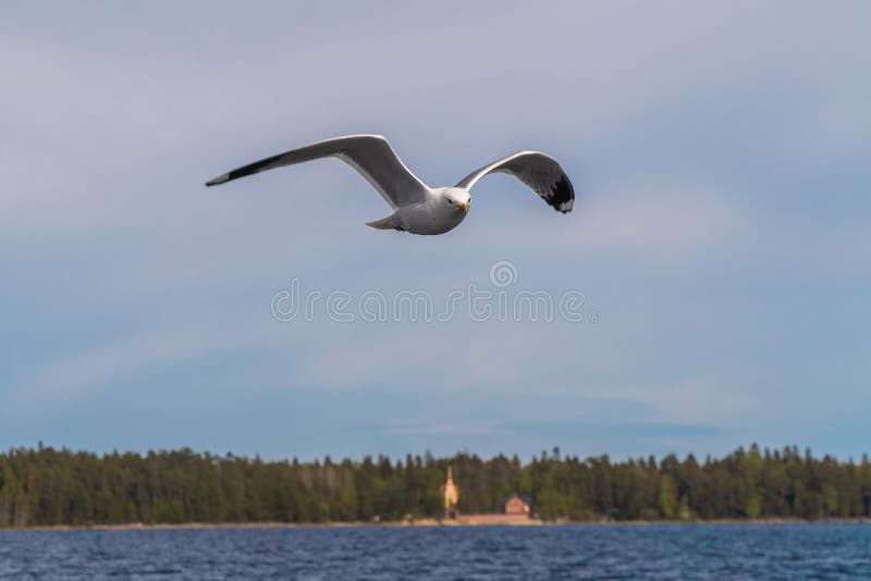 Russia. Leningrad region. May 29, 2022. Lake seagull over Lake Ladoga. royalty free stock photos