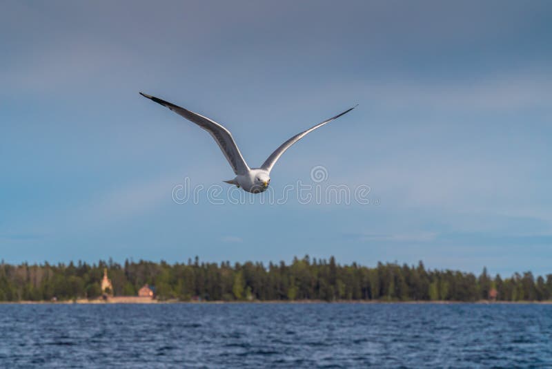 Russia. Leningrad region. May 29, 2022. Lake seagull over Lake Ladoga. stock photography