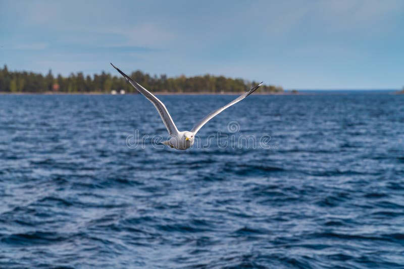 Russia. Leningrad region. May 29, 2022. Lake seagull over Lake Ladoga. royalty free stock photos