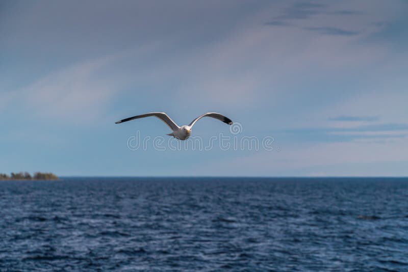 Russia. Leningrad region. May 29, 2022. Lake seagull over Lake Ladoga. stock photos