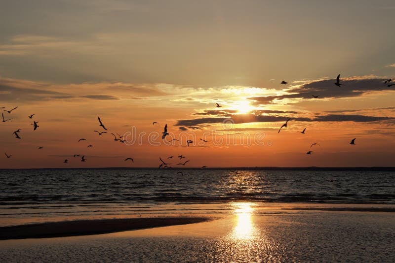 Russia, Seagull, bird, clouds, sunbeam, dusk, sunset, reflection, ripples