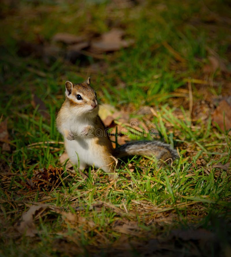 Portrait of a curious Chipmunk