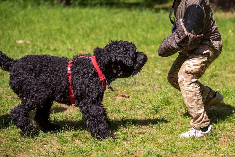 Black Russian Terrier Pants Black Russian Terrier Pants