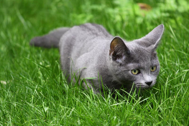 Russian Blue cat