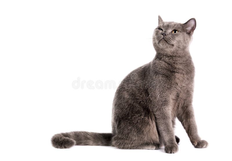 Russian blue cat