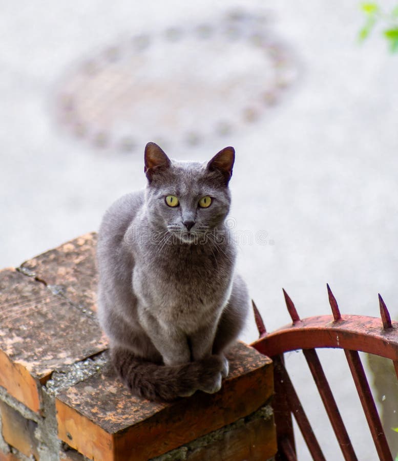 Russian Blue Cat with Bright Yellow Eyes Stock Image Image of cute
