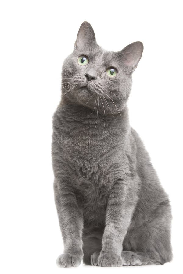 Russian blue cat with green eyes sitting on isolated white. Portrait of russian blue cat with green eyes sitting on isolated white background royalty free stock photos Russian blue cat with green eyes sitting on isolated white. Portrait of russian blue cat with green eyes sitting on isolated white background royalty free stock photos