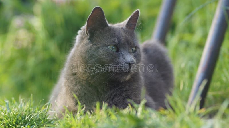 Russian blue cat with green eyes