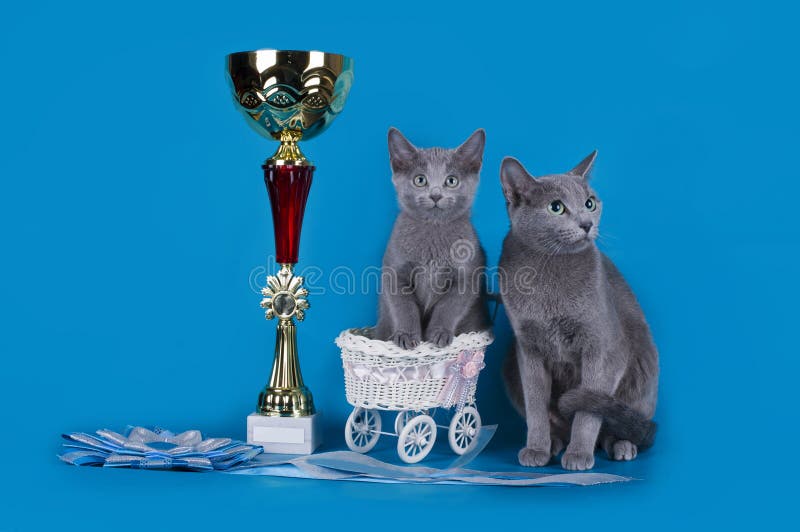 Russian blue cat and her cup champion