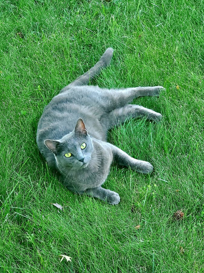 A Russian Blue Cat Laying on the Green Grass Stock Image Image of