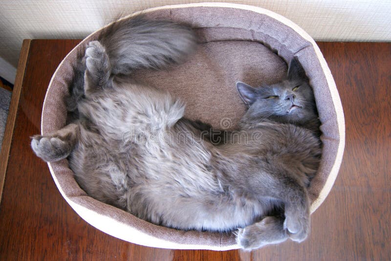 Nebelung cat is sleeping sweet in his little cradle