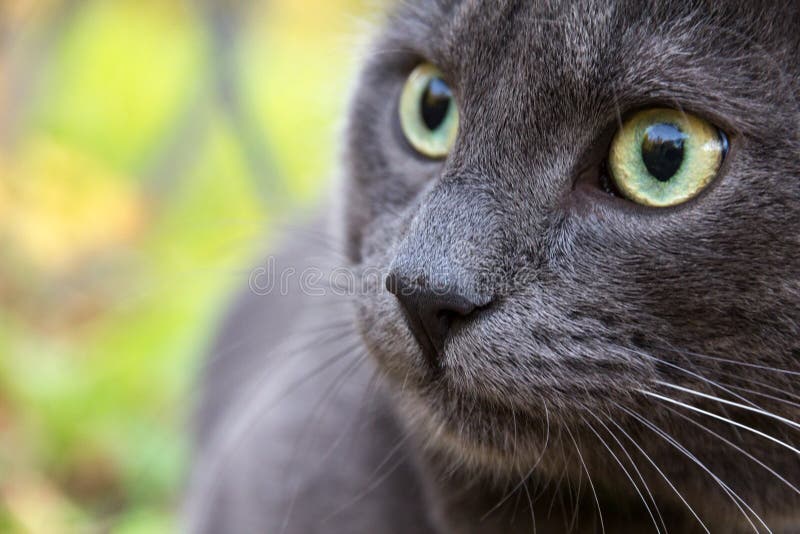 400 Russian Blue Cat Outdoor Stock Photos Free & RoyaltyFree Stock