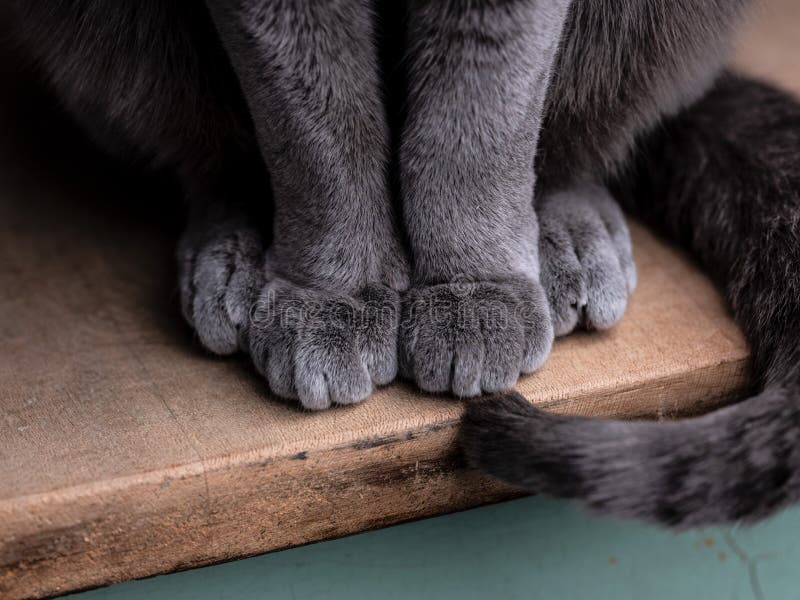 Russian Blue Cat Paws Detail Stock Image Image of relaxed, pedigreed