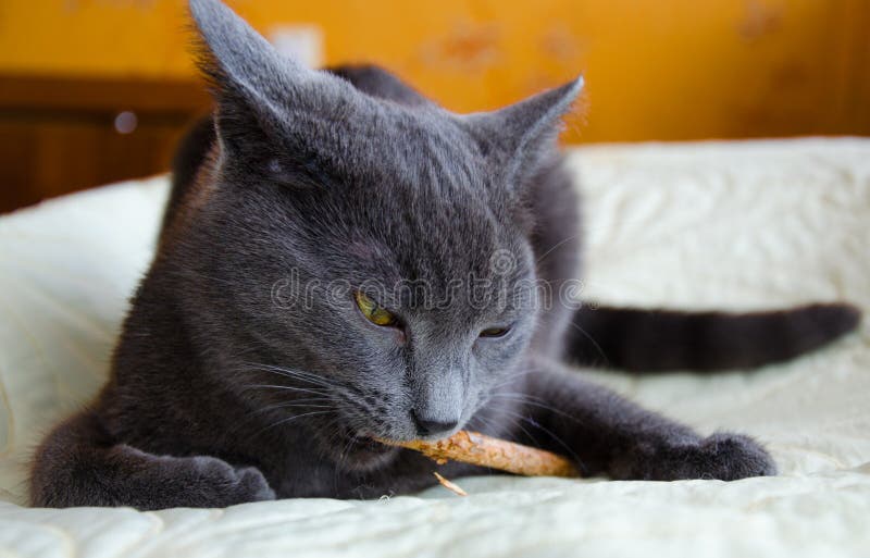 The Russian  Blue  Cat  Playing Stock Image Image of 