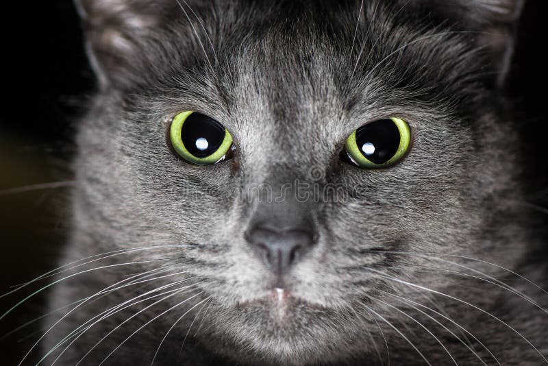  Russian  Blue  Cat stock image Image of clever male furry 