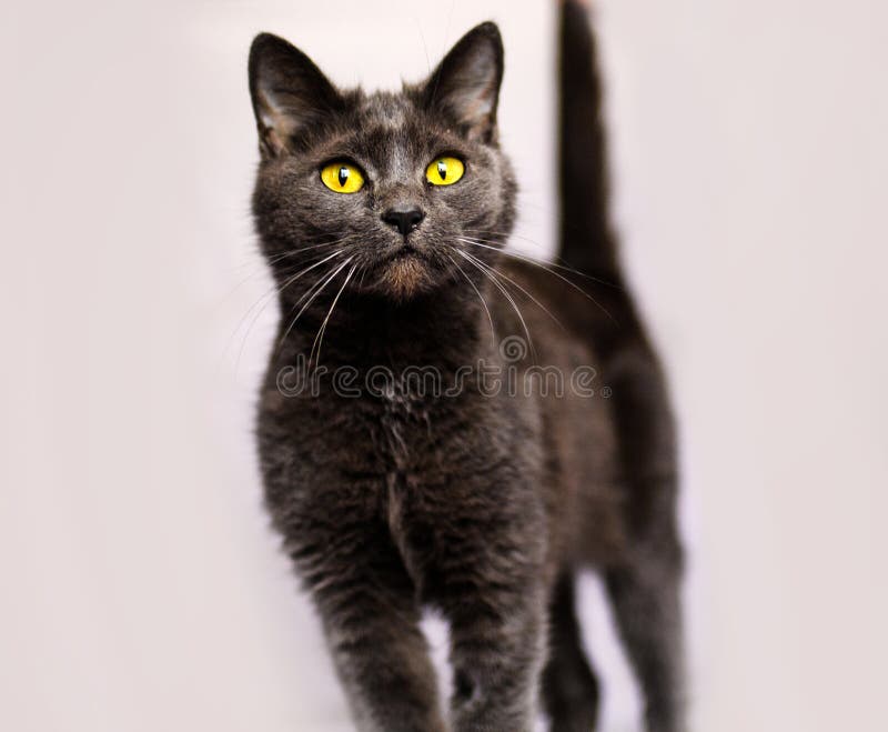 Russian Blue Cat, with Yellow Eyes Stock Photo Image of little