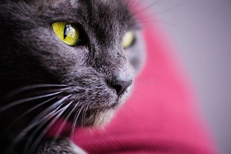 Russian Blue Cat, with Yellow Eyes Stock Image Image of kitten, background 148352197