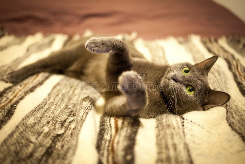 Cute Russian Blue Purebreed Cat Grooming Itself on Carpet Stock Image ...