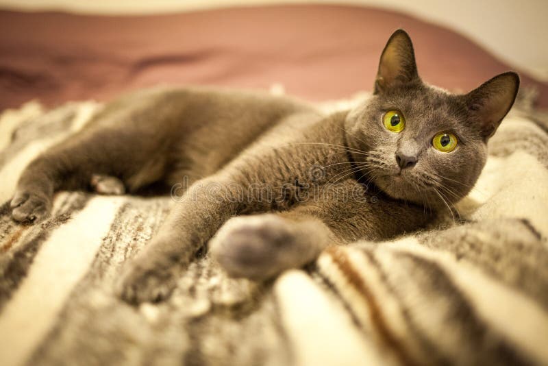 Cute Russian Blue Purebreed Cat Grooming Itself on Carpet Stock Image