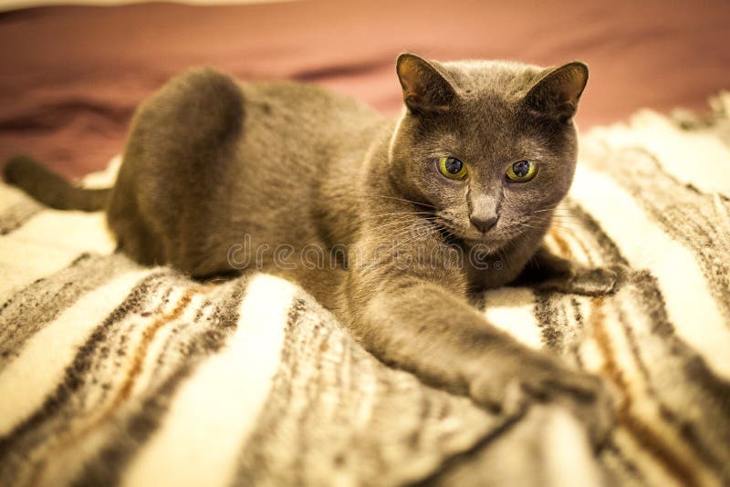 Cute Russian Blue Purebreed Cat Grooming Itself on Carpet Stock Image