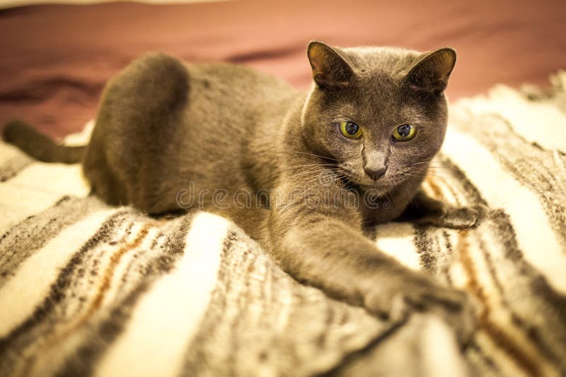 Cute Russian Blue Purebreed Cat Grooming Itself on Carpet Stock Image ...